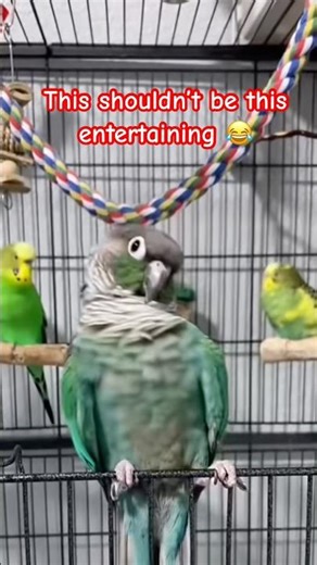 Parrots vibing to the beat 🦜🔥 #shorts #parrot #fyoupage #funnyshorts #funnyvideo