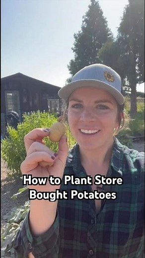 🥔 How to Plant Sprouted Store Potatoes