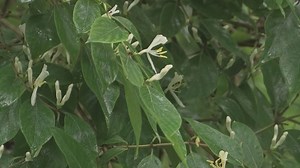 Understanding and utilizing urban heat mapping in the city of Toledo