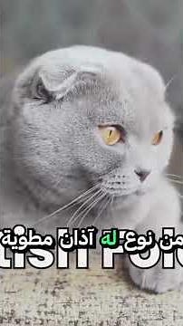 كيف يعمل الذكاء الاصطناعي حقاً (بدون رياضيات، فقط منطق)