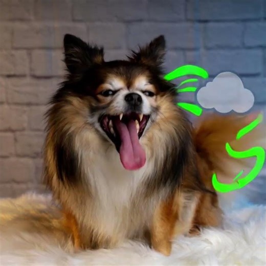 Funny dog fart #funny #pets #cute #puppy