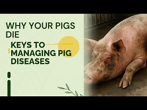 Managing Pig Diseases in Sows & Piglets | Prevention & Control