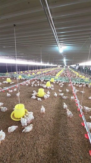 Inside Chicken Farm 🐔 | Modern Poultry Farming #chickenfarm #modernfarm #animals #poultryfarming