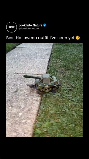 Nature on Instagram: "This Halloween, one turtle is rolling into battle—not with a shell, but with a full-on tank costume! Complete with treads and a turret, this creative pet transformation is a perfect blend of pet humor and impressive Halloween ingenuity. It’s a moment that proves pets can be the stars of the season, especially when their owners go the extra mile.​ From crocheted yarn to cardboard and toy accessories, these costumes are designed to be both adorable and safe, letting pets join