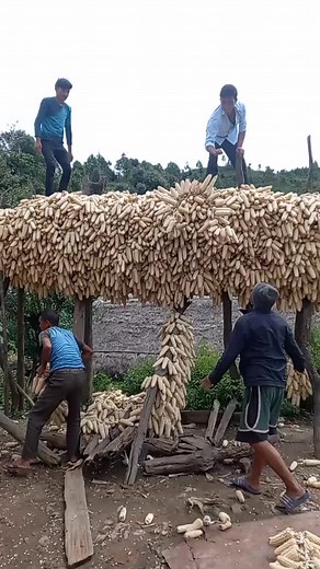 Harvesting Corn: A Step-by-Step Guide