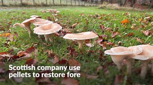 Scottish company harnesses fungi ‘superpowers’ to restore forests around world