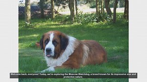 Moscow Watchdog: Pros and Cons of Owning This Protective Breed