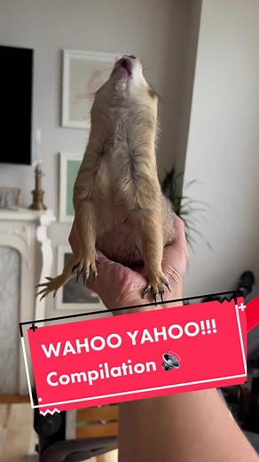 A small compilation of Poppy the Prairie Dogs Wahoos and Yahoos! Sound up! 🔊 • • • #prairiedog #animals #funny #petlover #animal #tiktokanimals #cute #fyp #fypシ #fypdongggggggg #viral #viraltiktok #trending #foryoupage #wahoo #yahoo