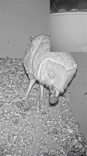 **🦴 Not Poop — A Pellet! | Shocking Discovery! **