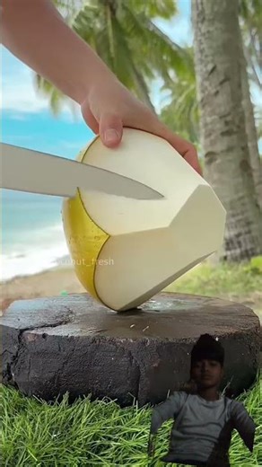 Watch this coconut fall from a tall palm tree in a simple and natural moment. The sound of the cocon