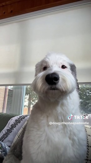 Funny Dog Haircut Reactions and Transformations