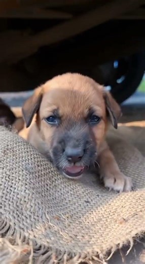 Jaipur ki garmi ka level — dogs bhi hide ho gaye ☀️💀 #viral #shorts