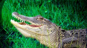 Golfer uses putter to fight off alligator on Florida golf course