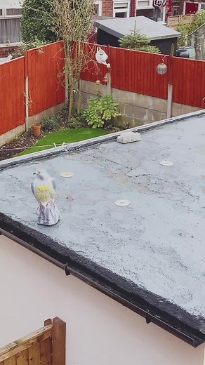 #stitch with @kaitlinsmithofficial neighbours throwing stuff over our fence 😭#fyp#gethisontheforyoupage #neighbors