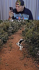 3.1M views · 110K reactions | Lucu amat cara jalannya, hewan apa ini? | Bangpan2023 | Facebook