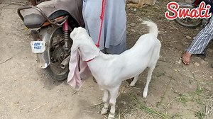 153K views · 5K reactions | Eid Day 4  2024 Ka janwer Mandi Me Agaya ❤️ Latest update By Swati | Mandi by Swati -Vlogs | Facebook