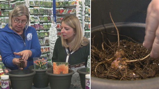 Get Growing: Bulb 101