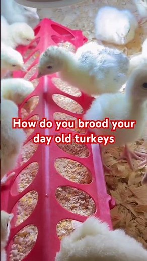 How Do You Brood Your Day Old Turkeys In Turkey Farming #turkeyfarming #farmlife