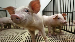 Does air coming from hog confinements contain manure?