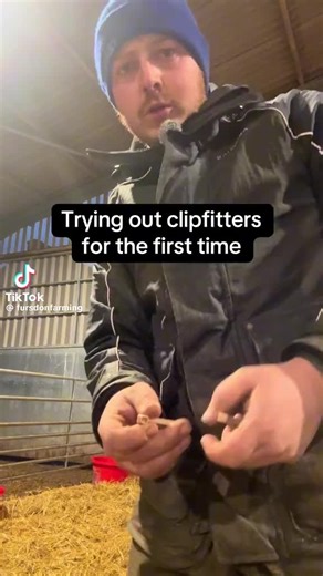 Will using Mini BIO Clips on tails for the first time. #fitclipsnotrings #kindercastration @Jocelyn & Will