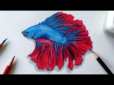 How to Draw Realistic Betta Fish | Step by Step Tutorial for Beginners 🐬 | Betta Fish Drawing