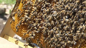 Central Texas couple helping people while saving the bees