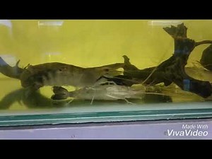 Giant freshwater prawn ( Macrobrachium rosenbergii ) mating