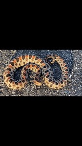 11K views · 271 reactions | Check out this pygmy rattlesnake from Florida  | Justin Doll | Facebook