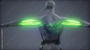 triceps - Visible muscle anatomy map