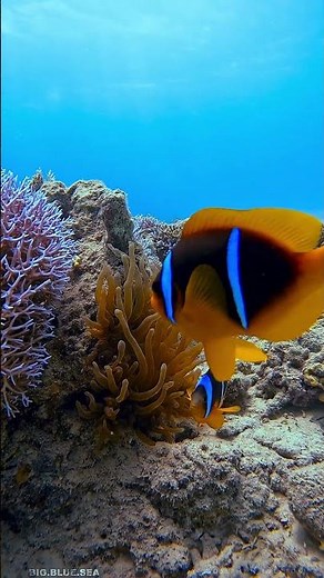 🐠 5 Facts About the Red Sea Clownfish
