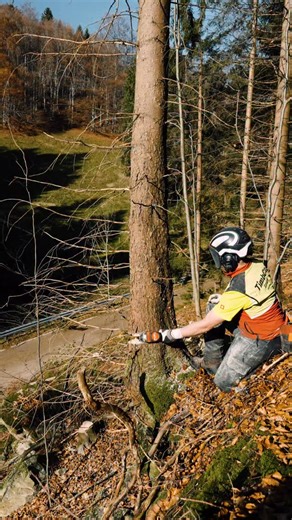 TimbCo on Instagram: "Baum fällt 🌲 Ein kleiner Rückblick zur Stohrenbaustelle 🪵 #TimbCo #Forstwirtschaft #Baumfällt #wirmachensmitleidenschaft #Forst #fällung"