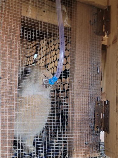 Understanding Rabbit Hydration Needs