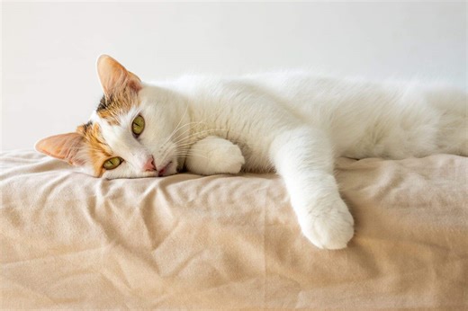 The Most Common Health Challenges with Pet Cats and How to Manage Them