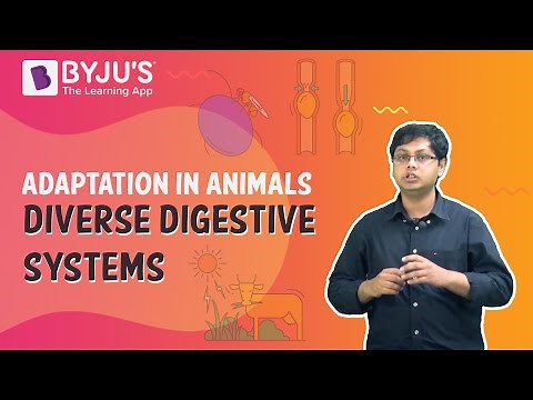 Adaptation In Animals: Diverse Digestive Systems I Class 6 I Learn With BYJU'S