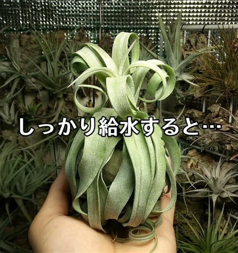 エアープランツの水やりbefore→after