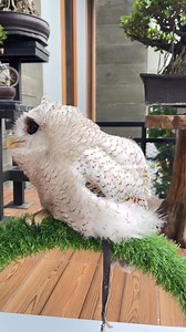 Bukan boneka ya guys, Bubo Sumatranus 🐦 #aviary #aviarymini #aviaryindonesia #aviaryburung #aviaryminimalis | Sigitt Dhanii