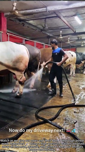 Pressure Washing Cow Legs & Barn – So Fresh! 🐄💦