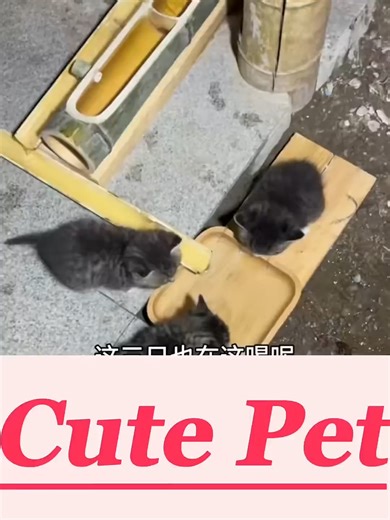 Nuôi mèo trong sân P20: Làm đài phun nước đơn giản cho “mèo con” trong sân