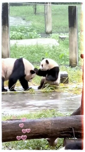 Bad baby! | World Panda Reporters