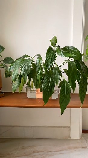 Frequently Asked Questions About Peace Lily, The Drama Queen 👑 🍁How long should I let it sit in the water ? ✨About 20 to 30mins. It also depends on the number of drainage holes and it’s size. 🍁Does it need sunlight? ✨All plants need some sunlight to survive. Total darkness is a no no. 🍁How often do we water it? ✨Every time when the top 30% of soil is dry. 🍁How do u make a peace lily flower? ✨It needs bright filtered light n nutrient soil. 🍁How long does a Peace Lily plant last? ✨With the r