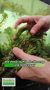ANACHARIS ELODEA (EASY LOW LIGHT AQUARIUM PLANT) is available for sale! Shop Now! https://dustinsfishtanks.com/products/anacharis-elodea This plant is illegal in a whole bunch of states, so take caution! This is a super hardy plant that is almost impossible to kill. Grab yourself some! TANK ON! . . . . . #aquarium #fishtank #plantedaquarium #greenhouse #plant #plants #nature #love #loveit #illegal #dustinsfishtanks #tankon | Dustin's Fishtanks