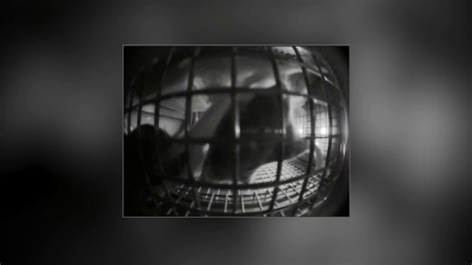 NASA Scientific Visualization Studio | Mice Adapting to Microgravity