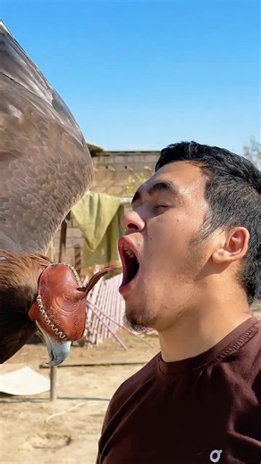 This Golden Eagle Eats Like a King! 🦅🔥 #Shorts
