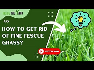 Know 4 Ways About How To Get Rid Of Fine Fescue Grass