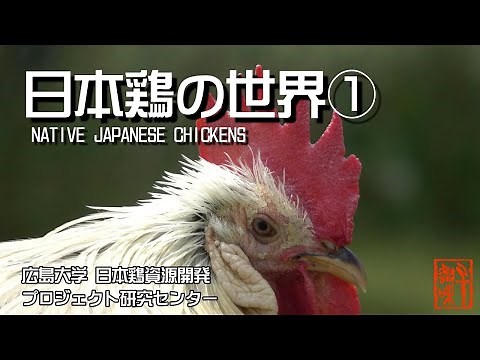 日本鶏の世界① 一挙３２種類公開 The World of Native Japanese Chickens (1)