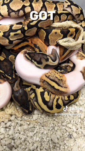 Cool Pieds #snake #ballpythonbreeder #snakevideos #reptile #python