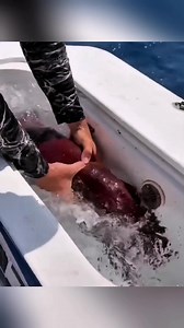 A man captures a giant squid and places a soda can in its mouth to test its bite. To his surprise, the sharp beak easily punctures the can with several large holes. Many people are shocked when they see a squid’s beak for the first time—it looks like a bird’s beak and works like a pair of metal pliers. Never put your fingers near it. Even more astonishing, when the squid is struck, its body instantly turns pale white. This happens because chromatophores in its skin contract under stimulation, le