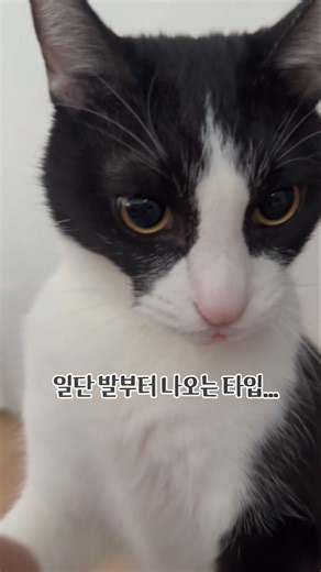 거슬리는건 못 참는 고양이