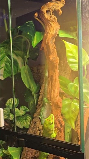 A Harmonious Moment Between Two Giant Day Geckos 🦎