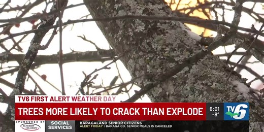 Michigan Tech professor responds to ‘exploding trees’ theory